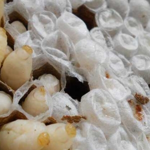 冷冻过的蜂蛹能吃吗？