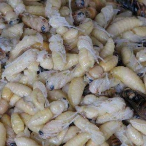 油炸蜂蛹的功效与禁忌及做法