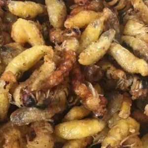 蜂蛹真的可以生吃吗？