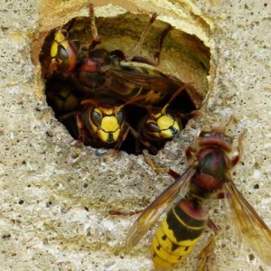 牛角蜂在家筑巢怎么办？