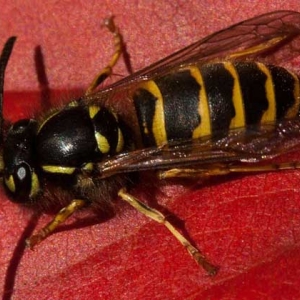 牛角蜂是益虫还是害虫？