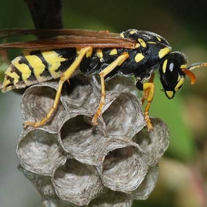 马蜂筑巢是好兆头吗？