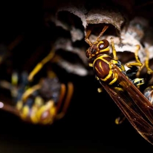黄蜂进家里预兆死人是真的吗？