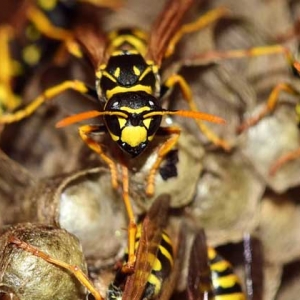 马蜂是益虫还是害虫？