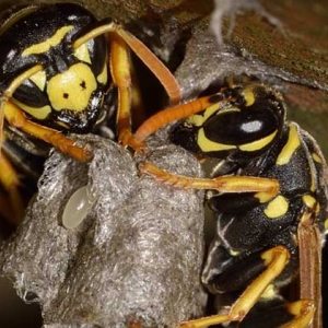 牛角蜂在家筑巢好不好？