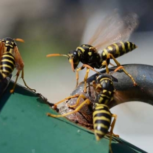 牛角蜂怕什么味道？