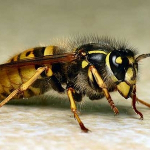 胡蜂什么时候幼虫最多？