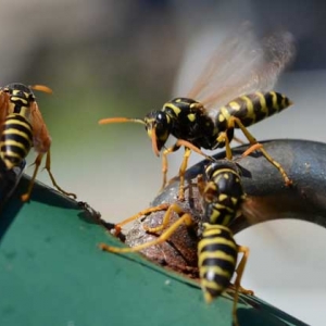 马蜂真的会杀死蜜蜂吗？