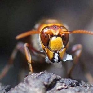 日本大黄蜂的毒性强吗？