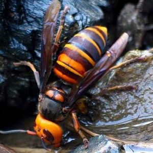 金环胡蜂能蛰死人吗？