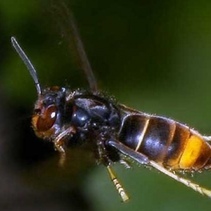 墨胸胡蜂真的能蛰死人吗？