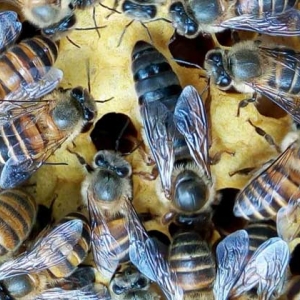 中蜂秋繁可以分蜂吗？