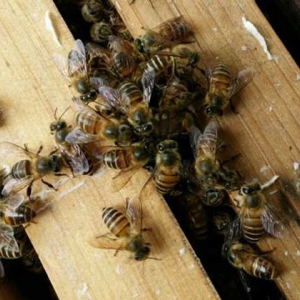 中蜂长期不换巢脾有什么危害？