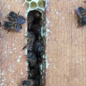 广东适合养什么中蜂种？