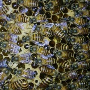 中蜂怎样合并蜂群最简单？