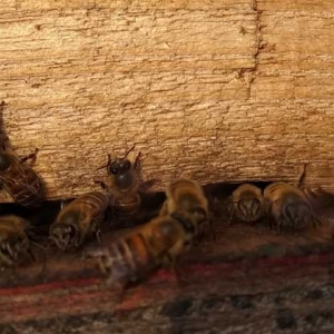 中蜂几天检查一次蜂群？