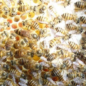 中蜂秋季分蜂在几月份？