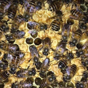 中蜂秋繁如何加换巢脾？