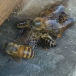 养土蜂用什么蜂箱最理想？