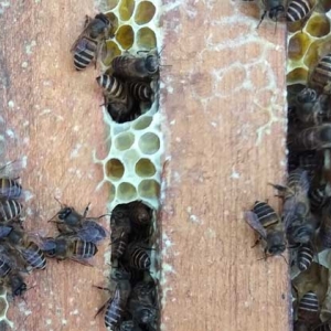中蜂怎么原地分蜂不回蜂？