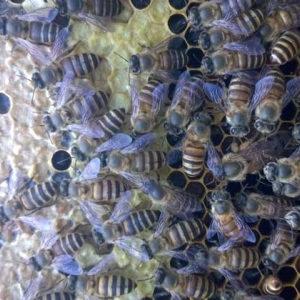 中蜂活框养殖技术及注意事项