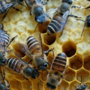 中蜂养殖技术及注意事项
