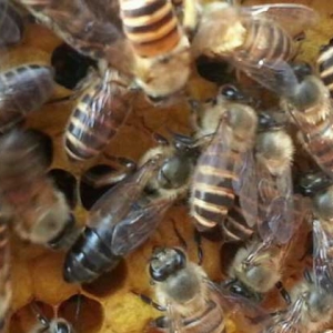养中蜂怎么控制分蜂热？