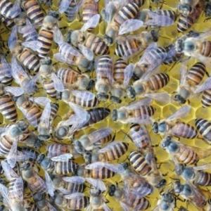 中蜂养殖需要具备哪些技术？