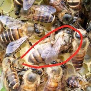 中蜂不产卵怎么处理才好？