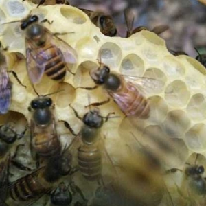 小蜂箱养中蜂有哪些好处？