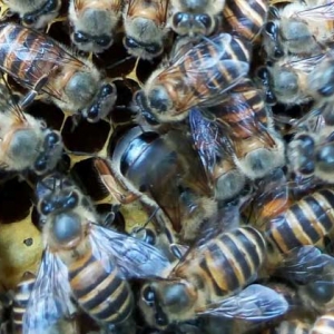 中蜂冬季养殖管理技术