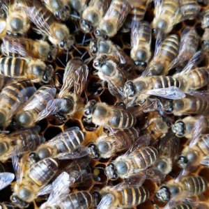 中蜂夏季养殖管理技术