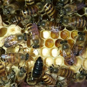 中蜂怎么人工分蜂？