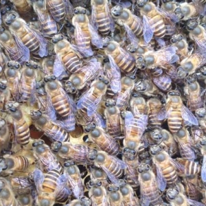 养中蜂最简单的育王方法