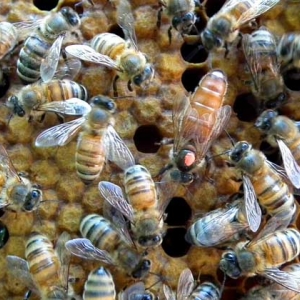 意蜂养殖技术要点及注意事项
