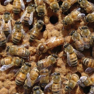 意蜂和中蜂哪个更好养？