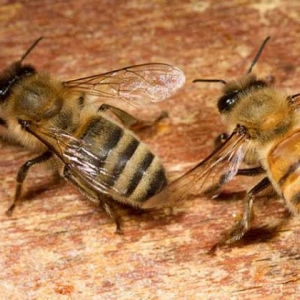 意蜂和中蜂能一起养吗？