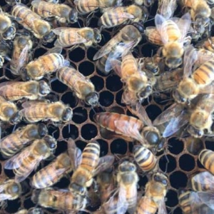 意蜂冬季养殖管理技术