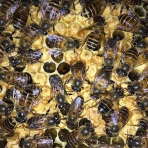 新手怎样养蜜蜂不会跑？