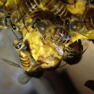 新手养蜂怎样获得蜂王？