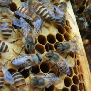 蜜蜂里有黑蜂怎么处理？