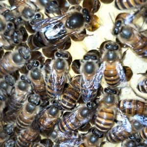 蜜蜂怎么补助饲喂？