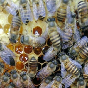 蜜蜂春繁技术及注意事项