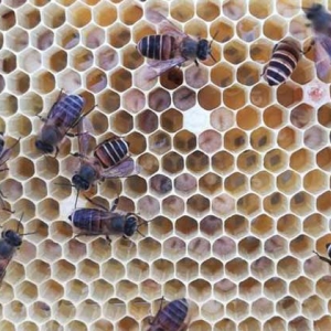 冬季饲喂蜜蜂有什么技巧？