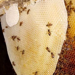 蜜蜂怎么越冬才安全？