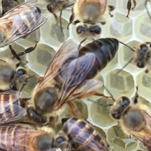 蜜蜂分蜂后如何处理？