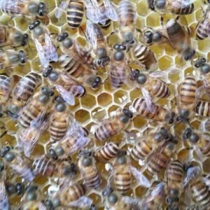 蜜蜂换王的简单方法