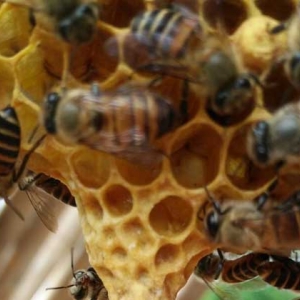养蜂换王有什么好处？