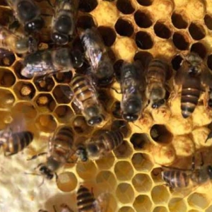 养蜂什么时候换王最好？