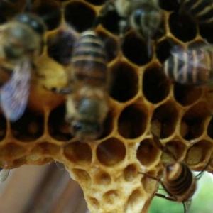 蜜蜂自然分蜂会往哪飞？